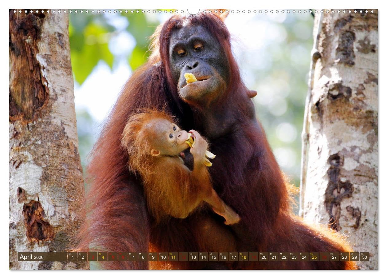 Waldmenschen - Orang Utans auf Borneo (hochwertiger Premium Wandkalender 2026 DIN A2 quer), Kunstdruck in Hochglanz: Orang Utans - Begegnungen auf Borneo (CALVENDO Tiere)