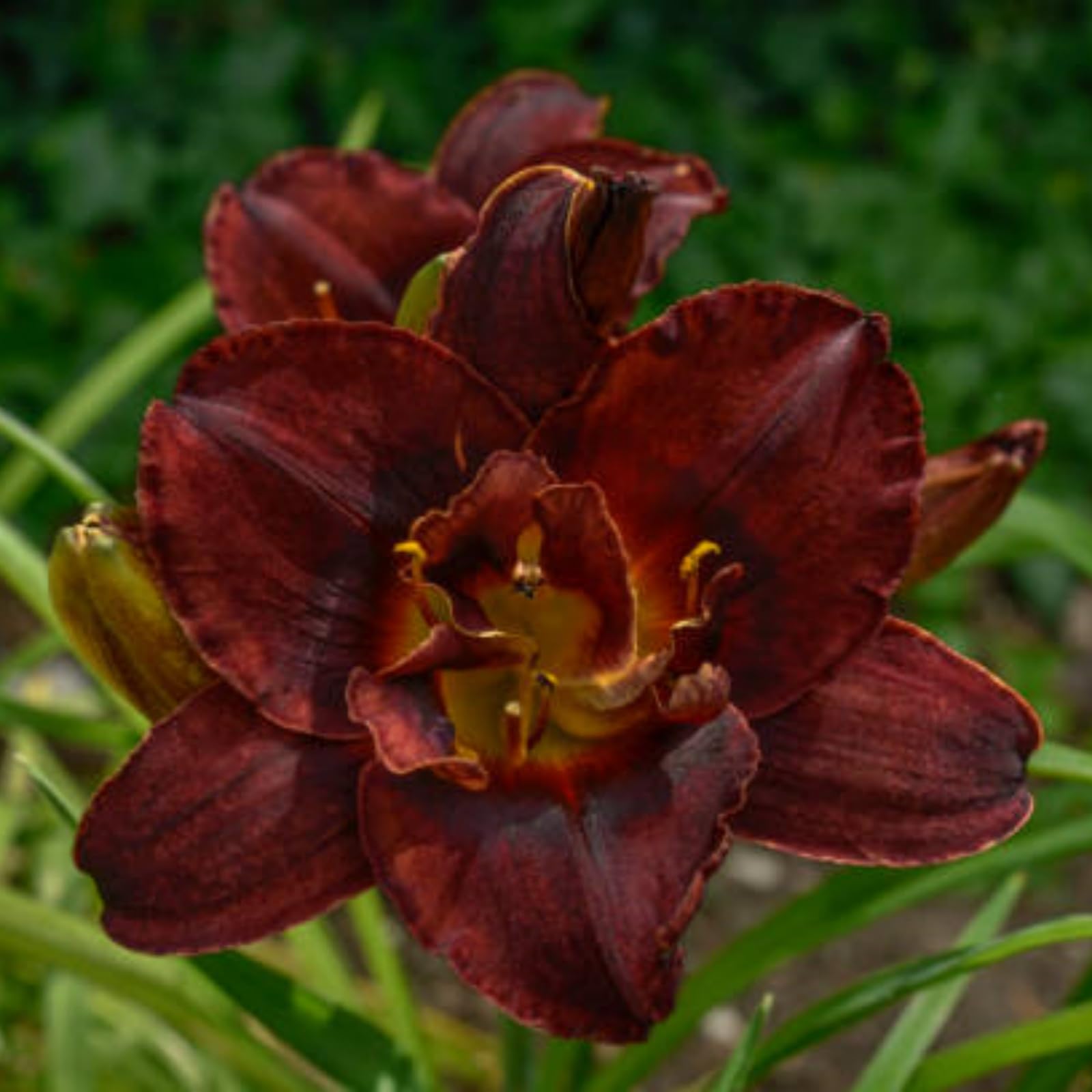 Hemerocallis Bulbs for Planting Now UK, Golden Jade Carving, Daylily Rhizome. Perennial for Garden Planting, That Grow Fast, Daylily Bulbs-15Bulbs-G
