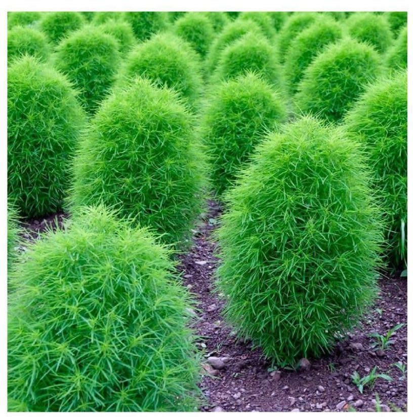 Willvine Kochia Fire Bush Seeds-XLI-6A-picture-25