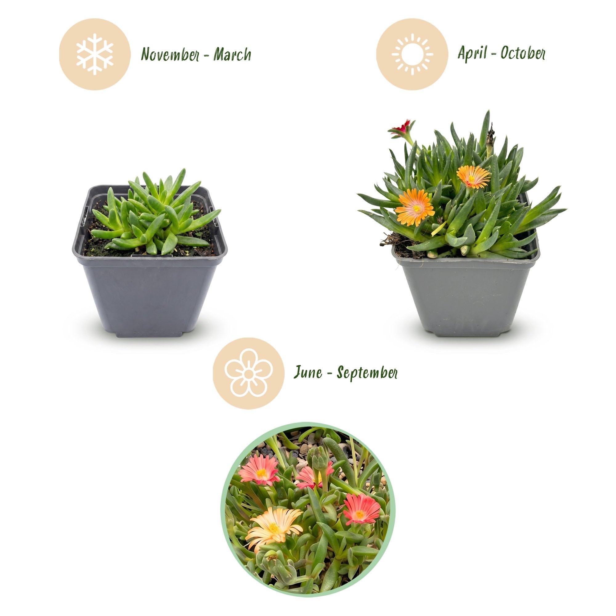 Green boutiQ - 24x Delosperma mix - Ficoïde à fleurs mélangées - Jaune, Violet, Rouge, Rose - Vivace - Ø7cm - 10-12cm