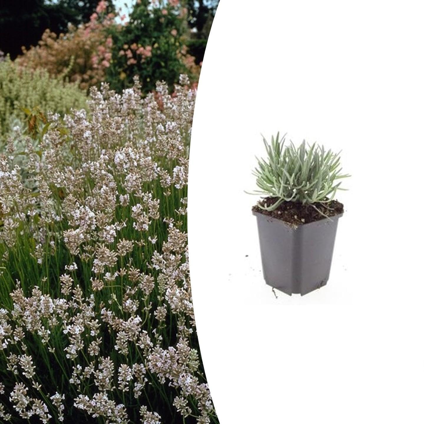 Lavandula intermedia 'Edelweiss' | 6 pièces - 10-25cm - Ø9cm - Plante de jardin