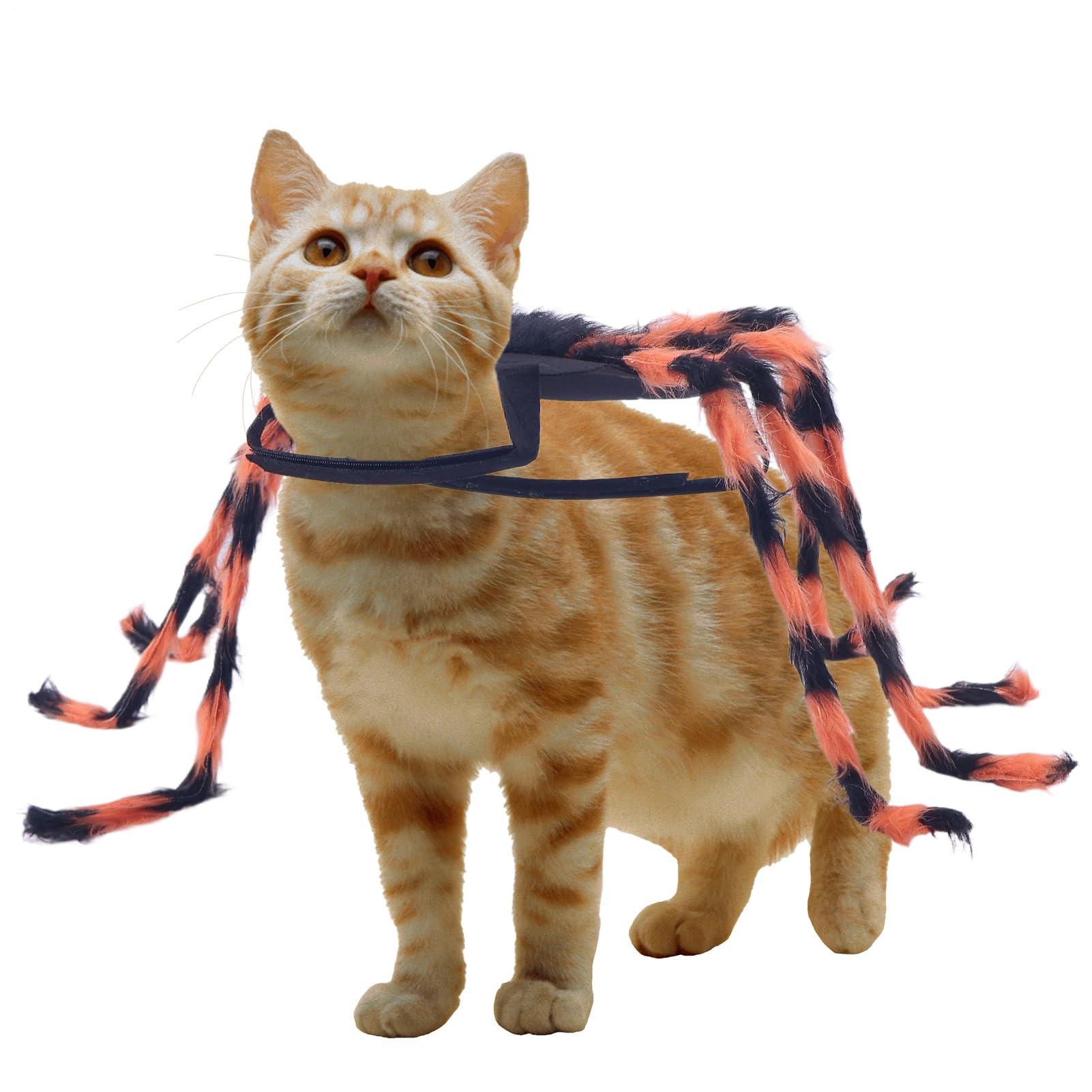 Traje de gato de Halloween de araña Druny Pet para cachorros