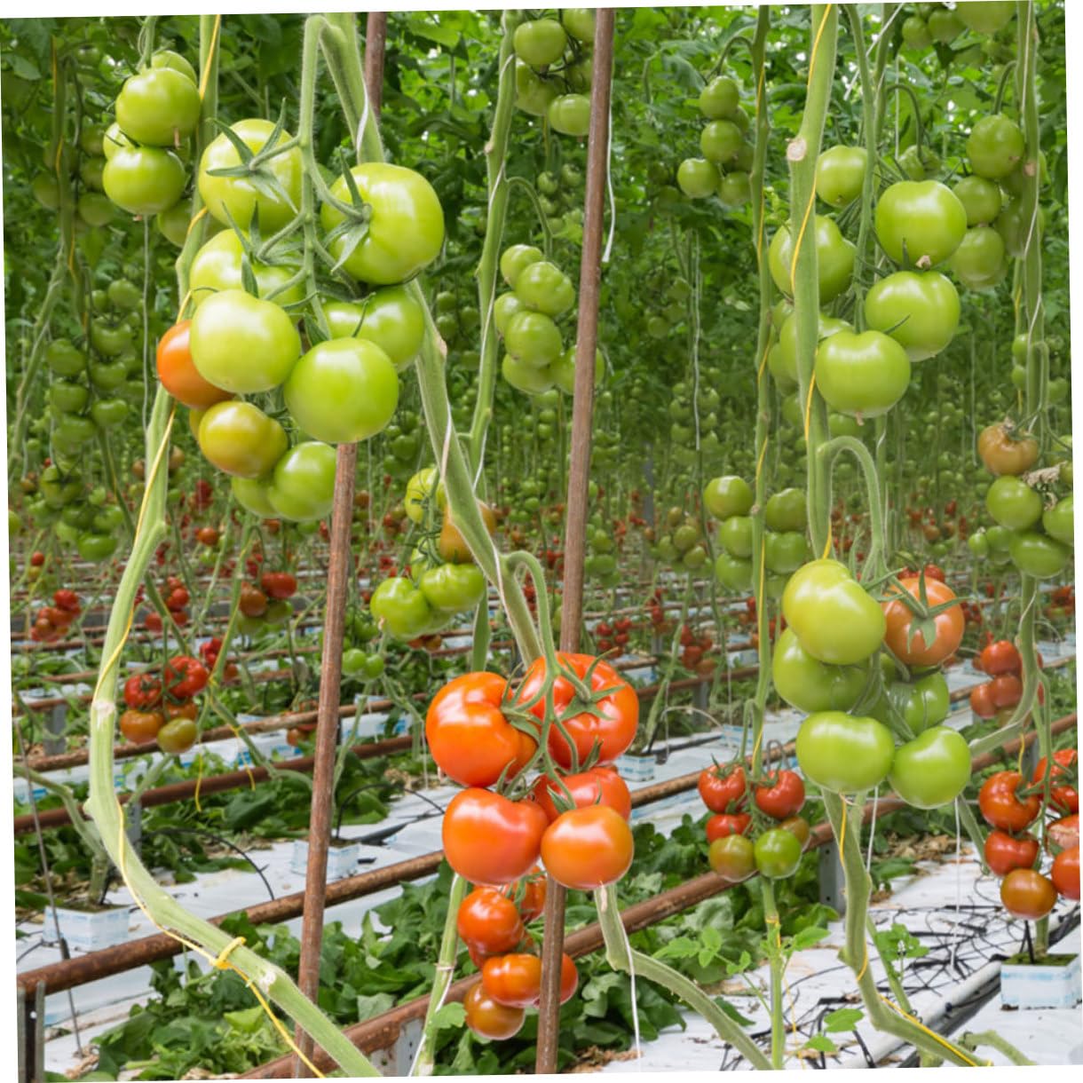 Kisangel 2sets Trellis Hooks per Pomodori e Piante Rampicanti da Ganci e Metri di Filo per Supporto Facile da Usare e Resistente Ottimizza La Crescita delle Piante Giardino