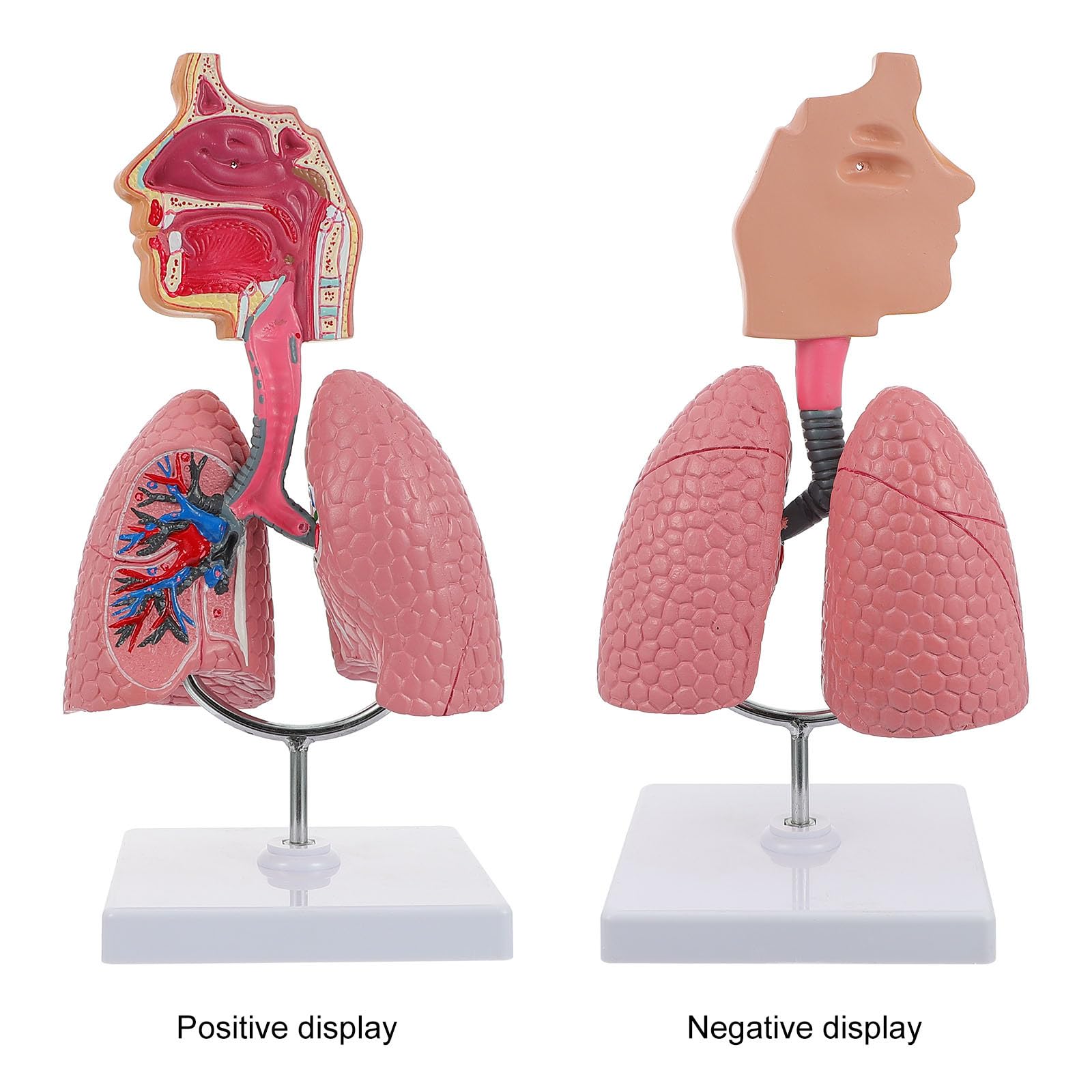 Modello Didattico di Polmone Umano in Pvc Resistente, Modello di Insegnamento Anatomico Scolastico per Fisiologia e Scienze Mediche, Strumento Educativo per Studenti e Scuole