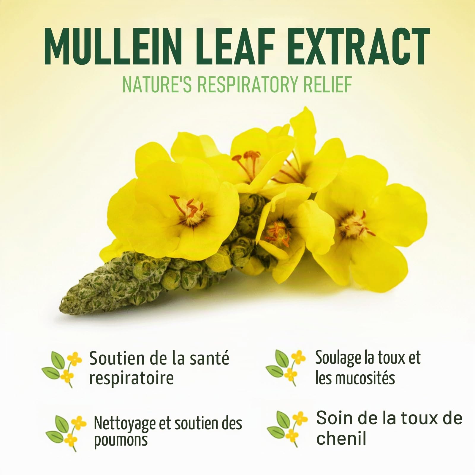 Gouttes de molène, Soutien pulmonaire et antitussif pour Chiens et Chats. Atténue la toux de chenil, la toux sèche et grasse, nettoie Les poumons,apaise la Gorge irritée et facilite la Respiration