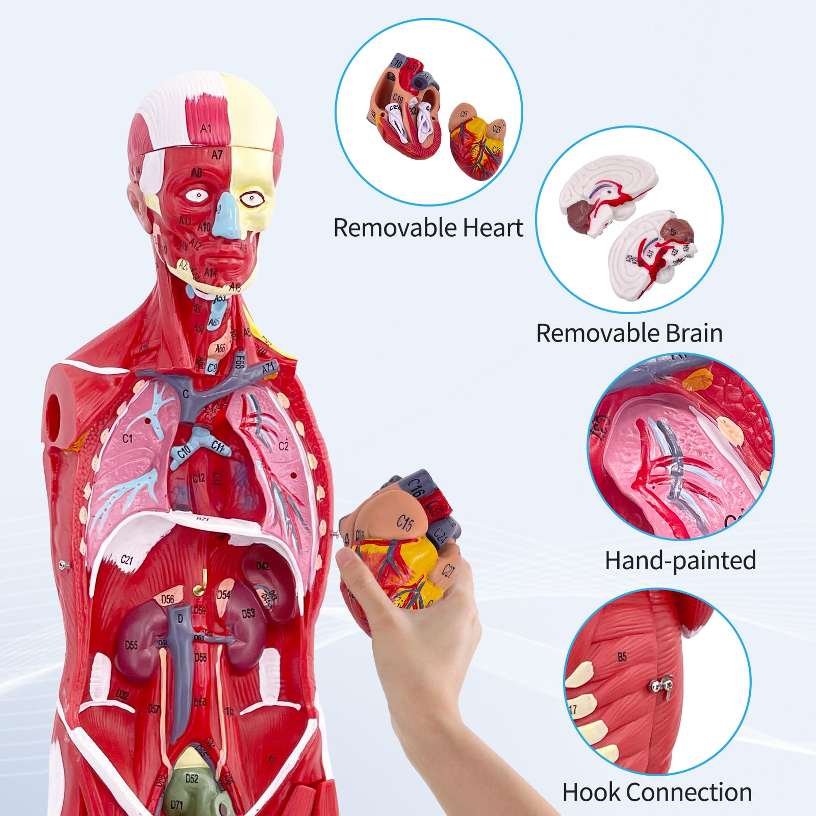 Modello di Figura Muscolare Umana Anatomica da 80 cm, Modello Anatomico Corpo Umano Con Organo Rimovibile, 27 Pezzi, Modello Muscolare Per Fisiologia Medica, Studio e Insegnamento