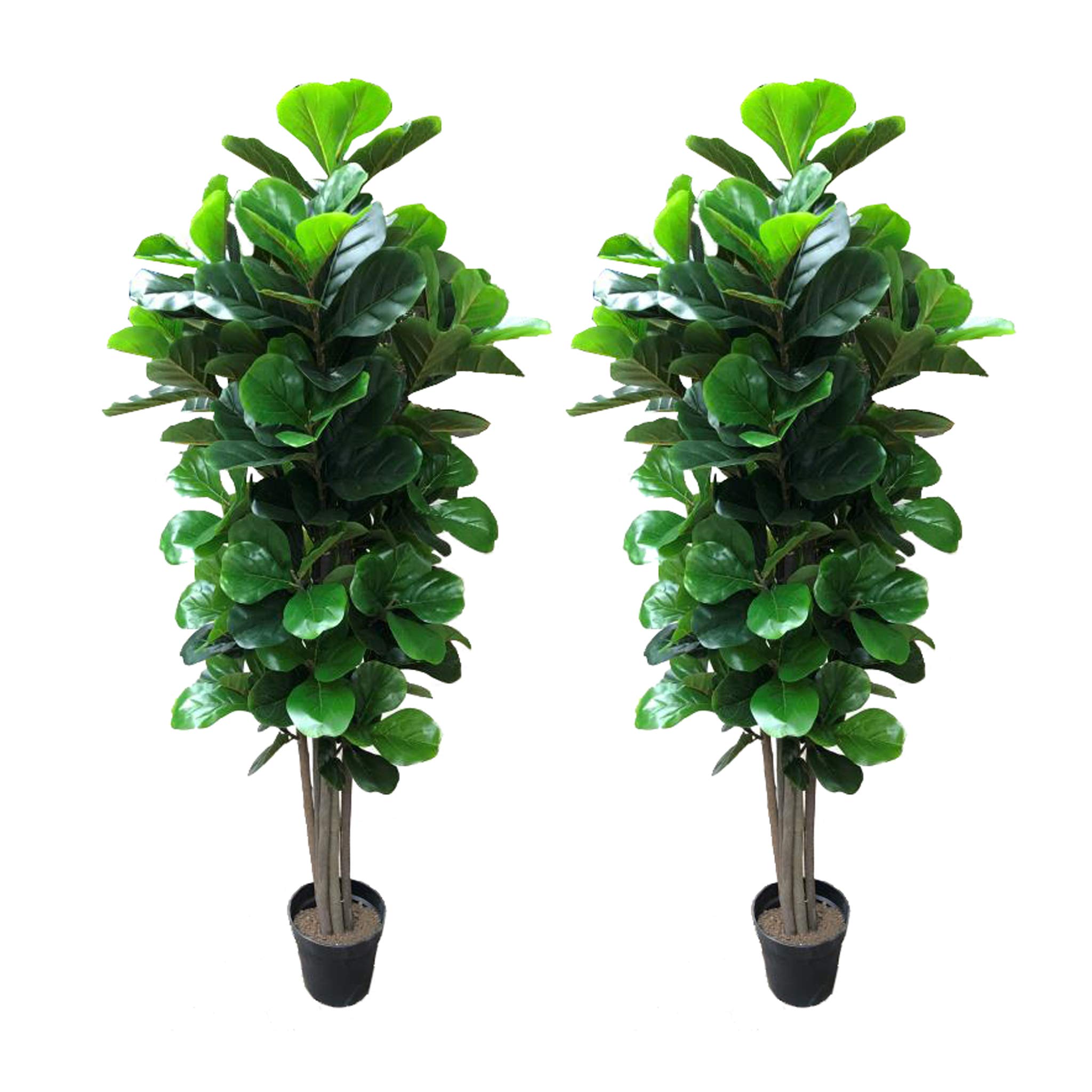 AMERIQUE Pack of Two (2) Gorgeous & Dense 6' Fiddle Leaf Fig Tree Artificial Silk Plant with UV Protection, with Nursery Plastic Pot, Feel Real Technology, Super Quality, 6 Feet Each, Green
