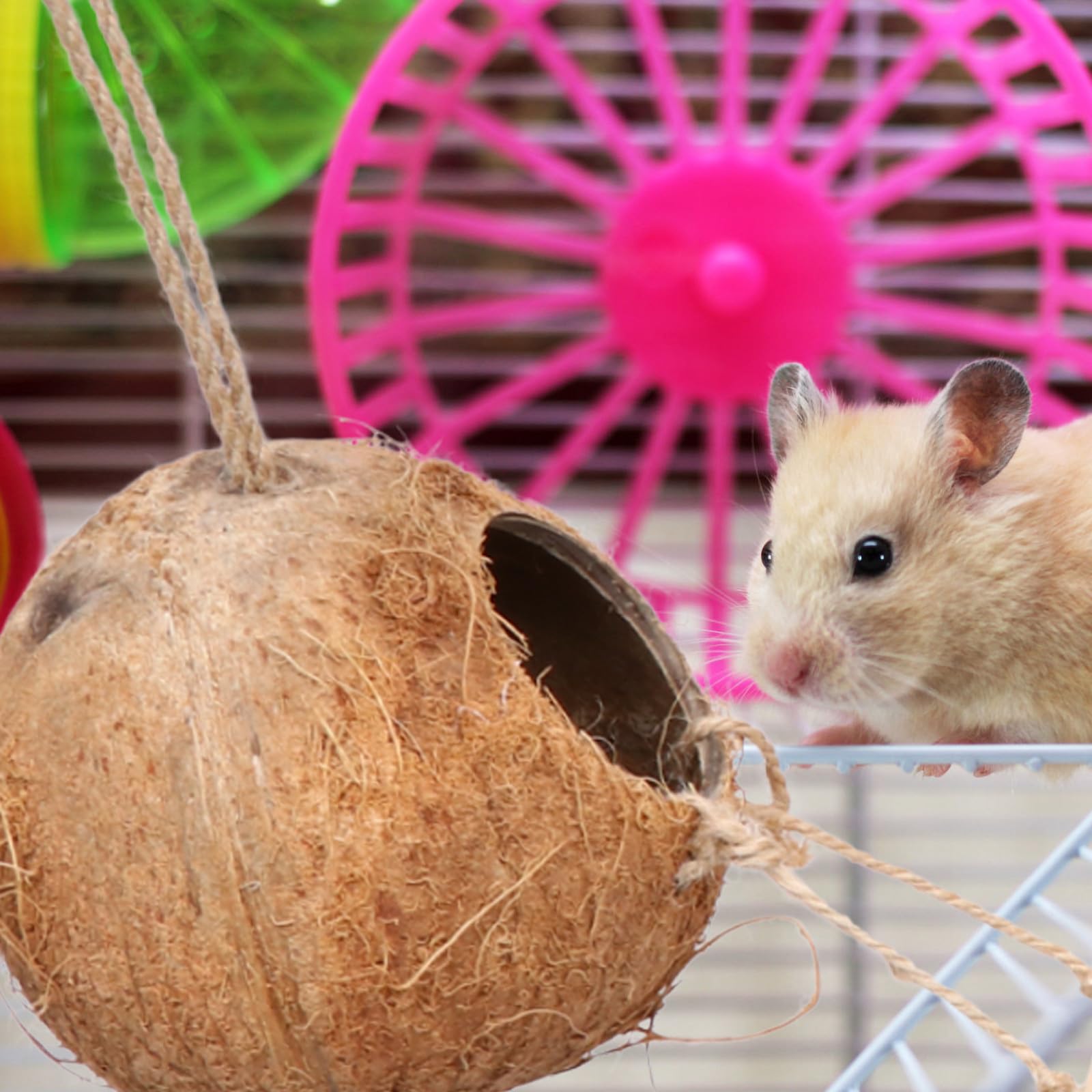 BETOOKY Vogelnest aus Natürlicher Kokosnussschale mit Holzleiter Hängendes Kleintier für Wellensittiche Kanarienvögel und Hamster