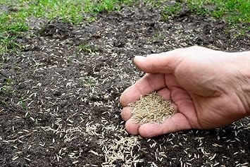 Lesco Estate Eagle Plus Grass Seed - 10lbs. 75% Turf Type Perennial Ryegrass - 3 Varieties, 25% Kentucky Bluegrass