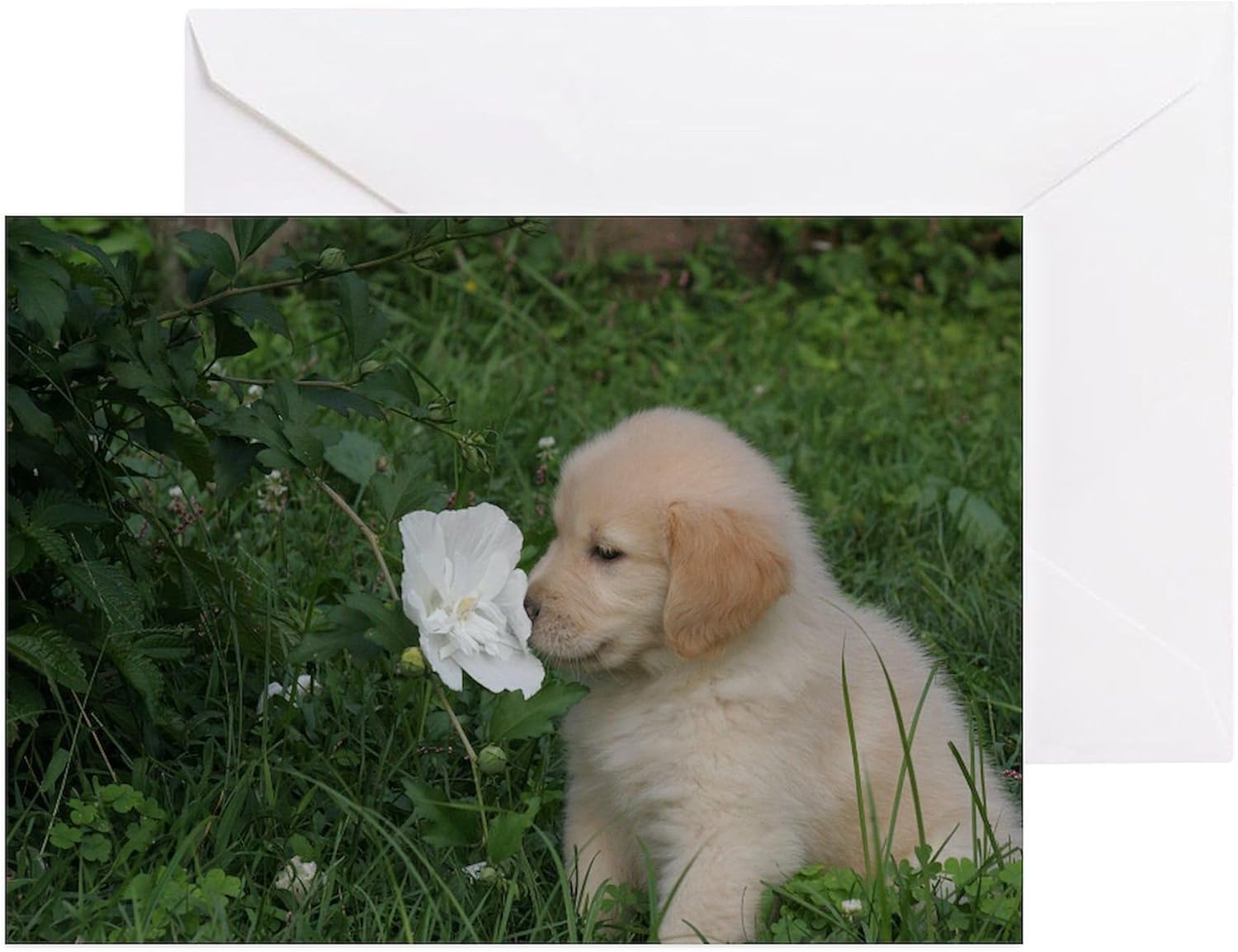 CafePress Golden Retriever Puppy Folded Greeting Cards (10-pack) Glossy