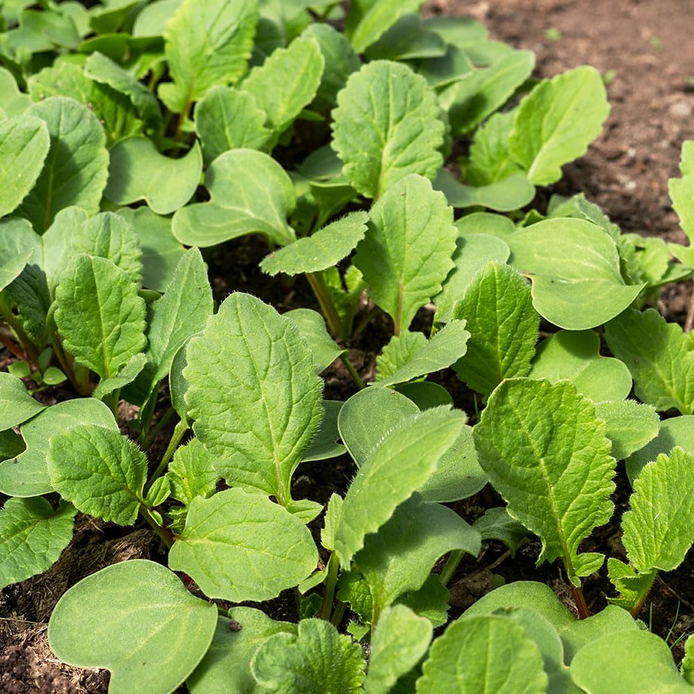 Rocket Mixture Seeds β Easy, Peppery Leaves, Great in Pots β for Your Beautiful Kitchen Garden
