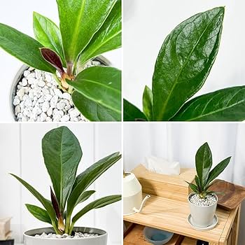 717KG4caHSL._AC_UF350,