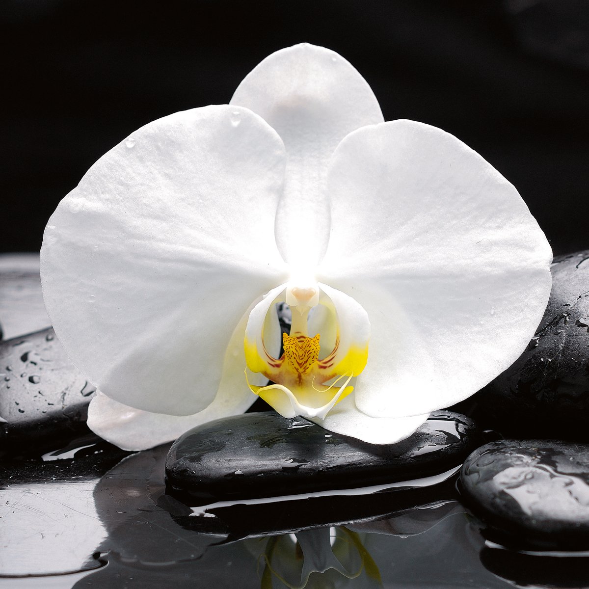 EuroGraphicsDeco Glass DT11001 Dgd-Trend-White Balance 30 x 30 CM