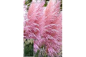 Pink Cotton Candy Grass Plant Seeds - Fast Growing (1000 pcs)