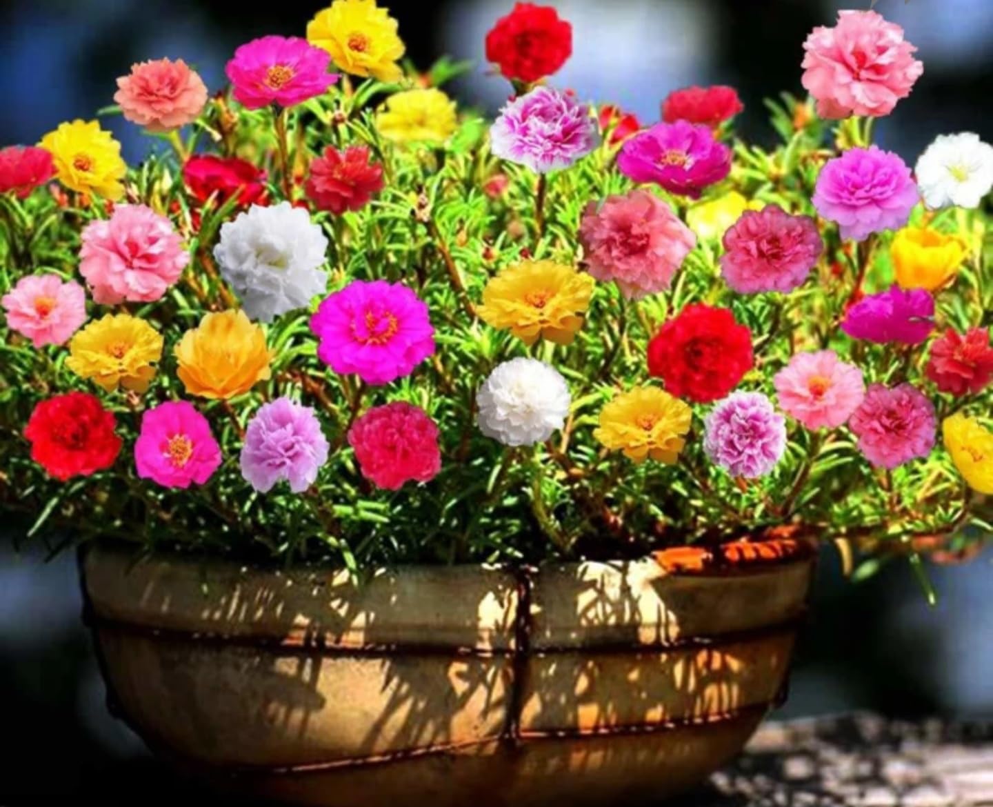 See full amazon price history chart for 9 oclock and Chinese rose plant/outdoor plant multi color with pot 9 oclock and Chinese rose plant/outdoor plant multi color with pot (B0D7QPP5T5) Amazon Price History, Amazon Price Tracker