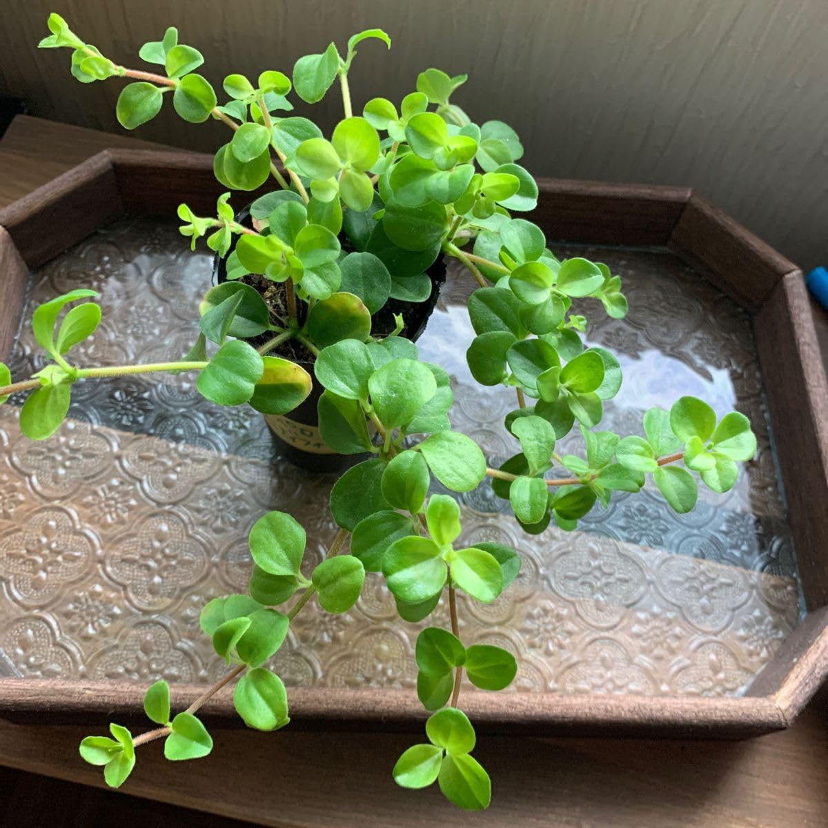 Amazon.co.jp: ペペロミア ロタンディフォーリア 抜き苗 : DIY・工具