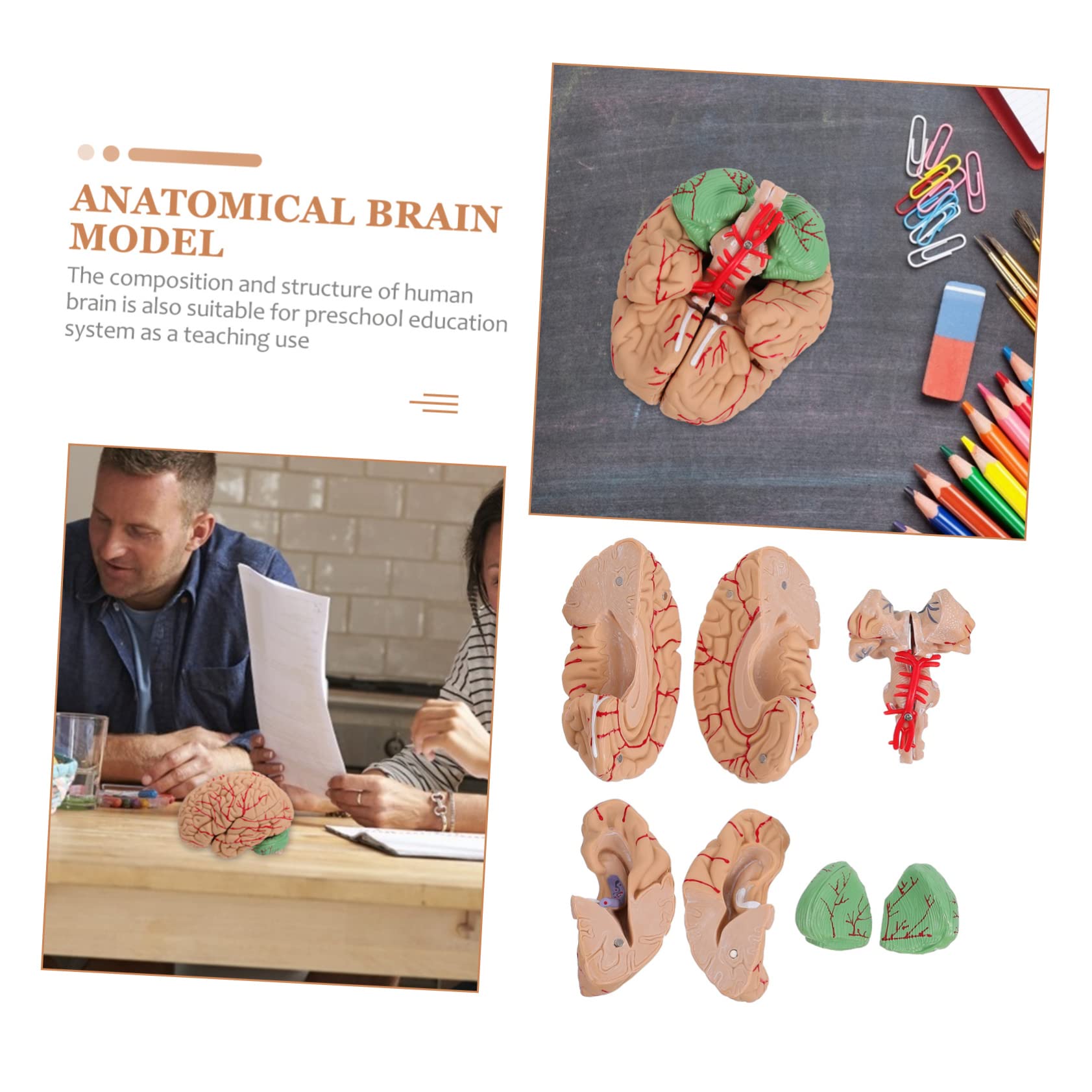 Ciieeo 1pezzi Modello Anatomico di Cervello Umano Cervello Anatomico Scientifico Modello per Aula per Insegnamento Realizzato Materiali di Buona Qualità