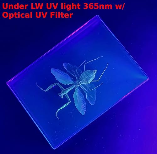 Miniatura 190 de Escarabajo de algodoncillo azul cobalto real de 1.732 in en espécimen de resina de lucita cristalina, insectos, insectos preservados, colección