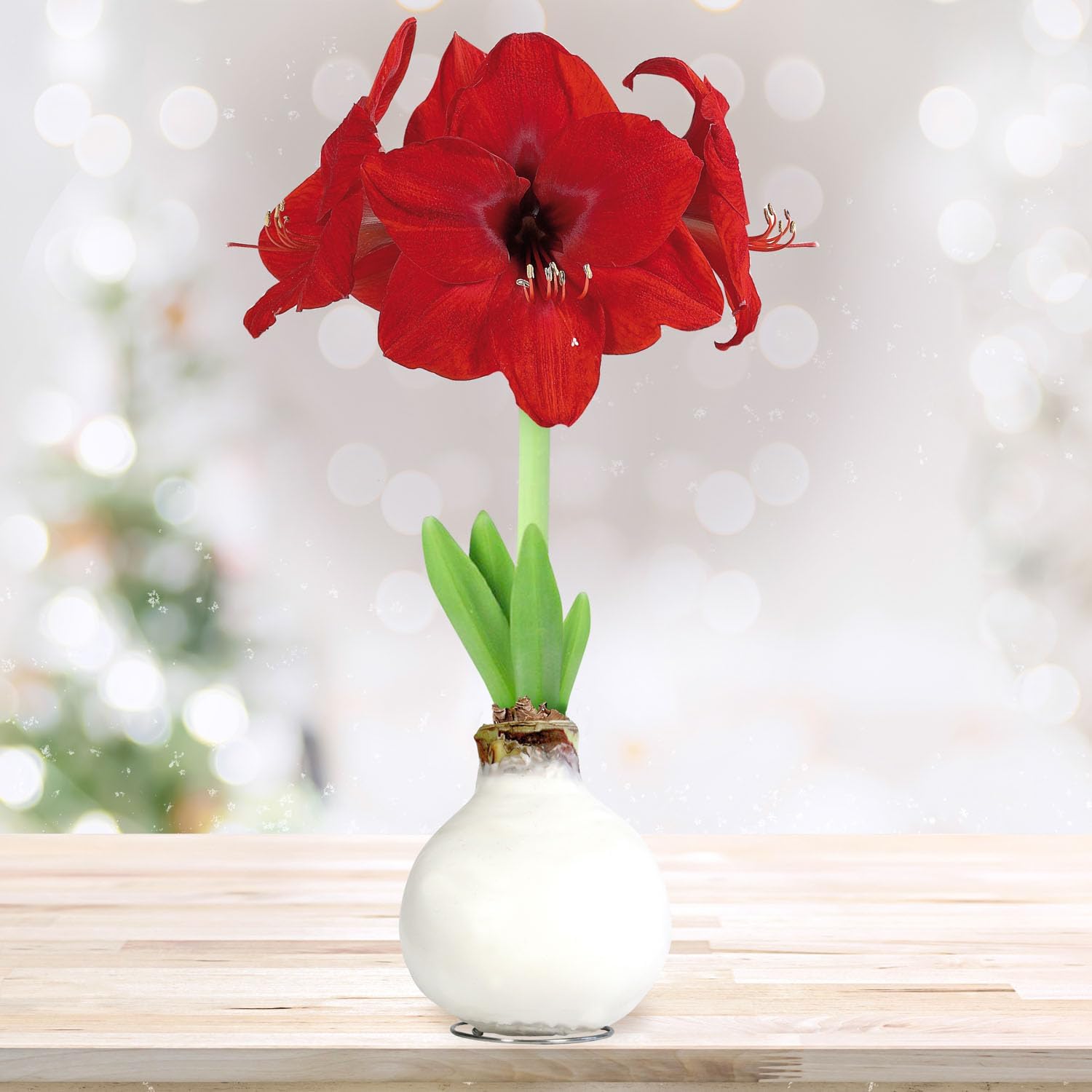 Garden State Bulb Holiday Red Lion Waxed Amaryllis Flower