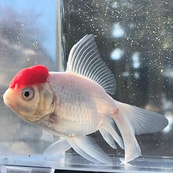 Amazon 金魚 国産 飯田丹頂 2才 1匹 生体 川村淡水魚販売 観賞魚 水中生物 通販