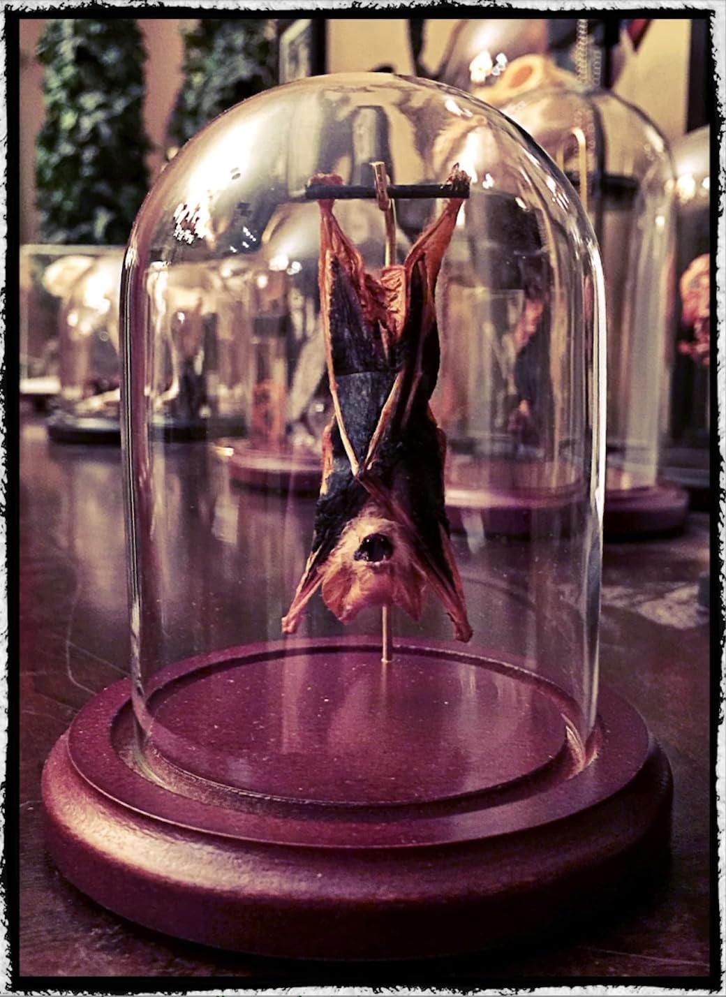 Small Hanging Bat In a Glass Dome Kerivoula picta - Preserved Specimen - Science Specimen - Oddities – Gothic