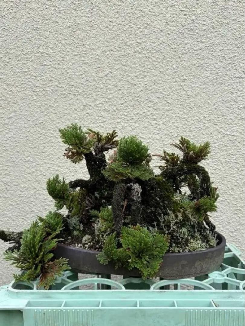イワヒバ（岩檜葉・岩松） 首長の最上株 多幹樹 樹齢約40年 Amazon.co.jp: 岩ヒバ 岩松 イワヒバ盆栽 : DIY・工具・ガーデン
