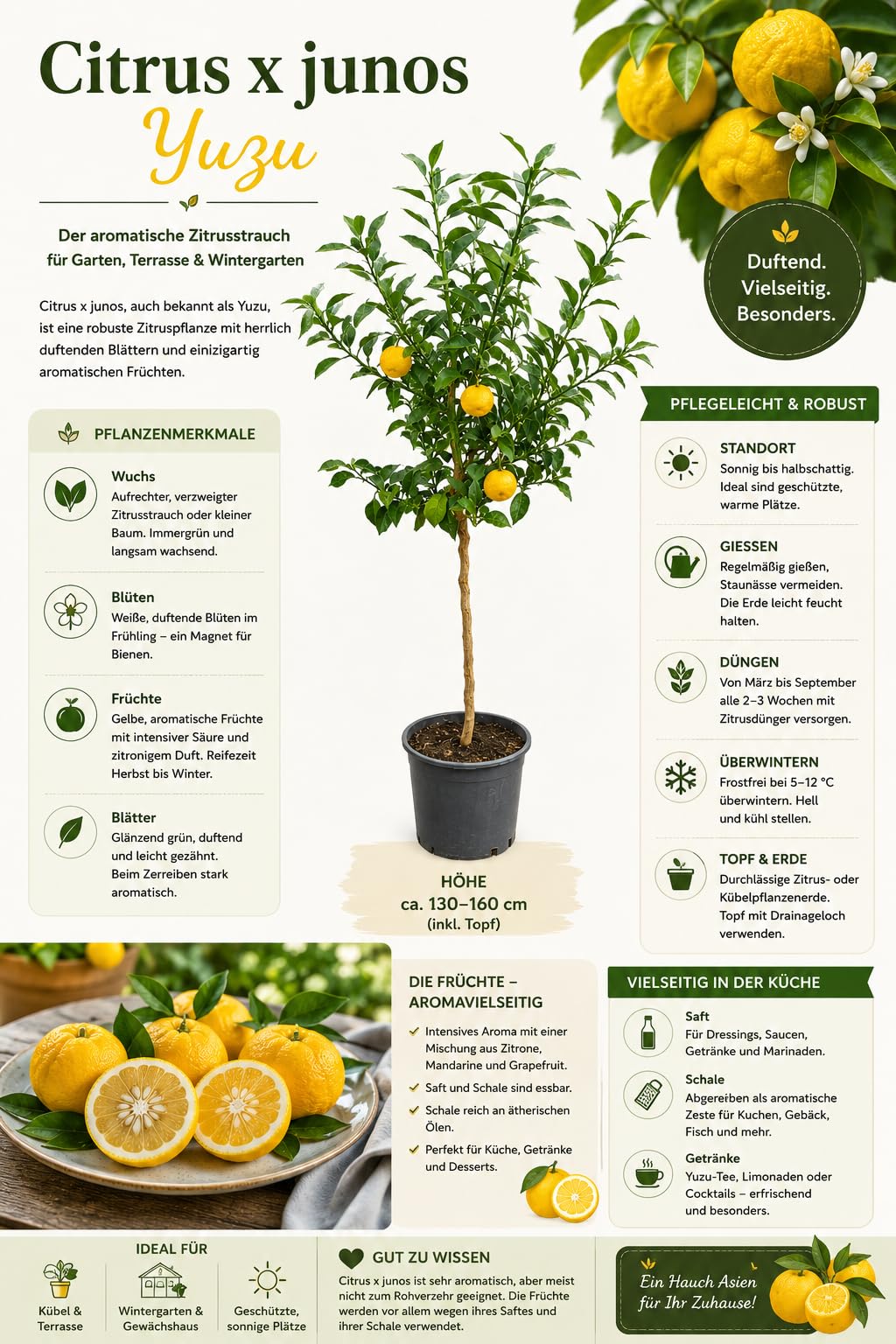 Yuzu Zitrone Citrus junos XXL 130–160 cm im Topf – Japanische Zitruspflanze, winterhart, aromatische Früchte, duftende Blüten, ideal für Garten, Terrasse, Balkon & Kübel