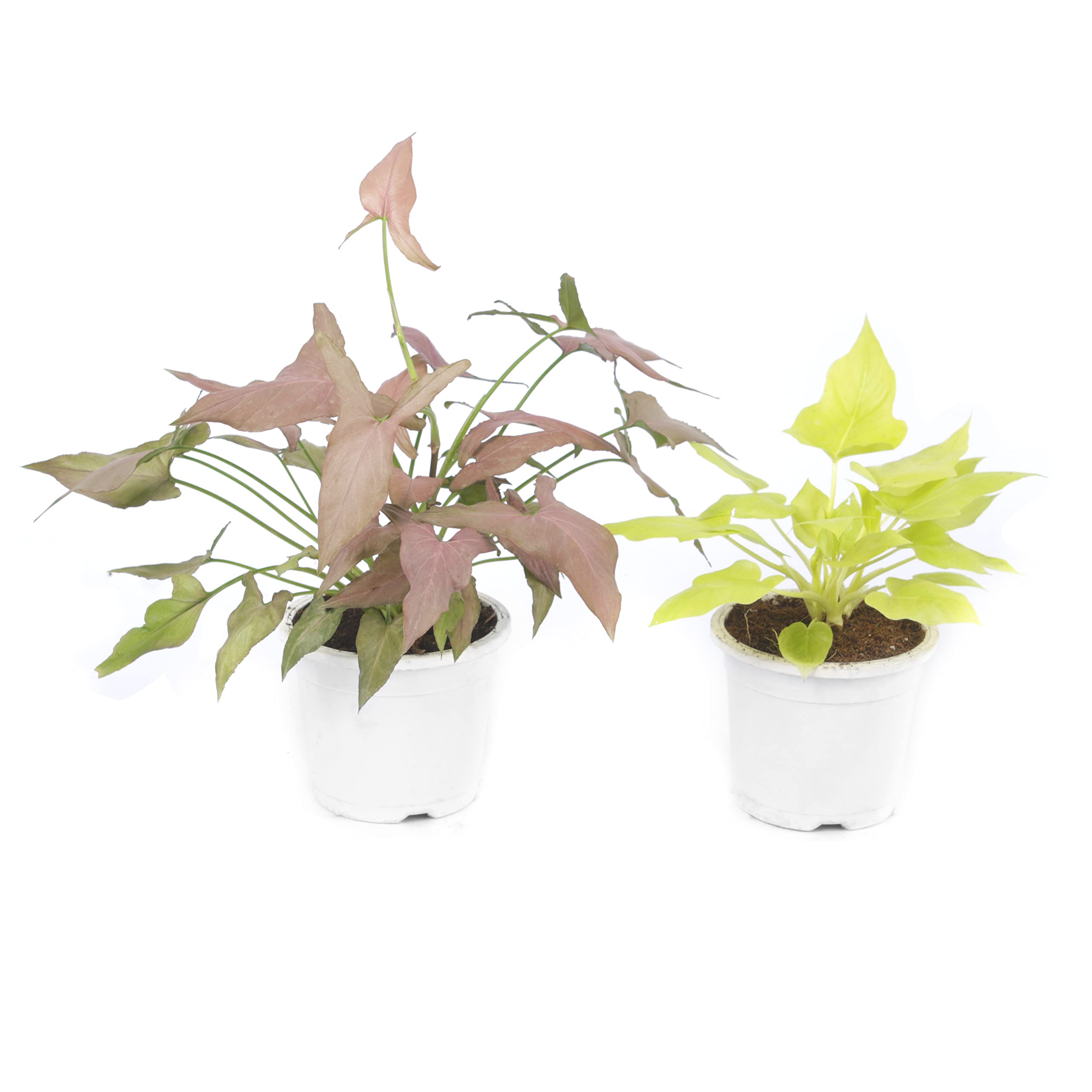 JESAA GREENS Combo of 2 Live Plants Neon Pink Syngonium | Golden Selloum Syngonium With Pots | Plant for Gifting | Air Purfying Plant | Live Indoor Plant For Living Room, Office Home Decor | Set of 2 (B0CG98Z9SD) Amazon Price History, Amazon Price Tracker