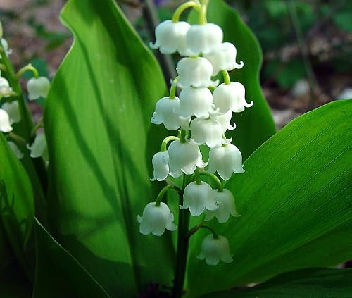 Miniatura 3 de YiYLunneo White Lily of the Valley 10 Pips - Convallaria - Ideal para Sombra