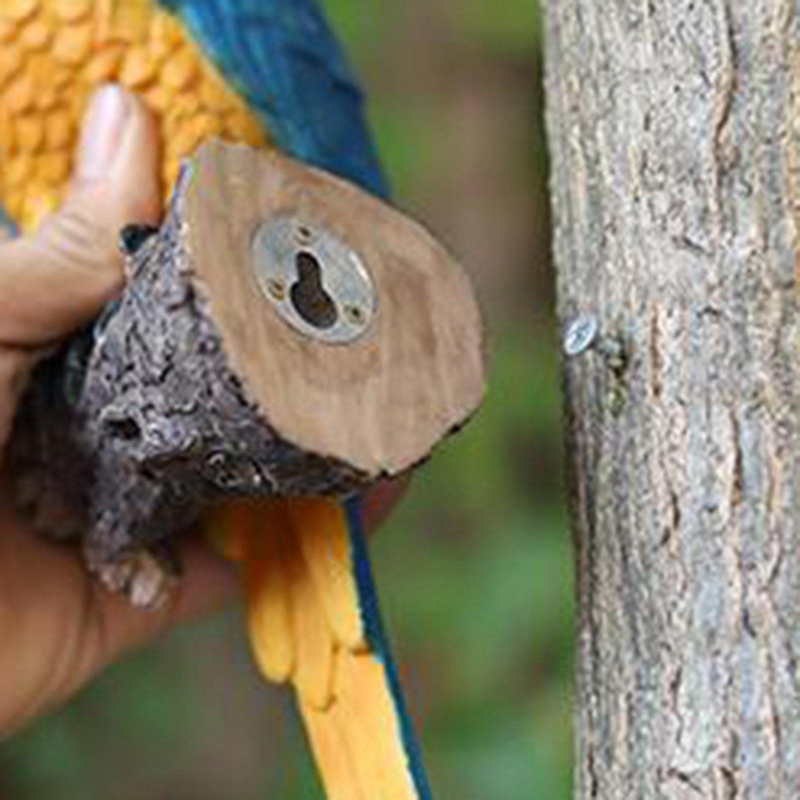 Toucan Miniatura Scultura Animale Orso Giocattolo Resina Realistica Artigianato Dipinto a Mano Adatta per Ragazzi Ragazze Camera da Letto Salotto,