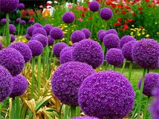 100+ Pcs Blue Purple Giant Allium Seeds Globemaster Allium Giganteum Flower Seeds