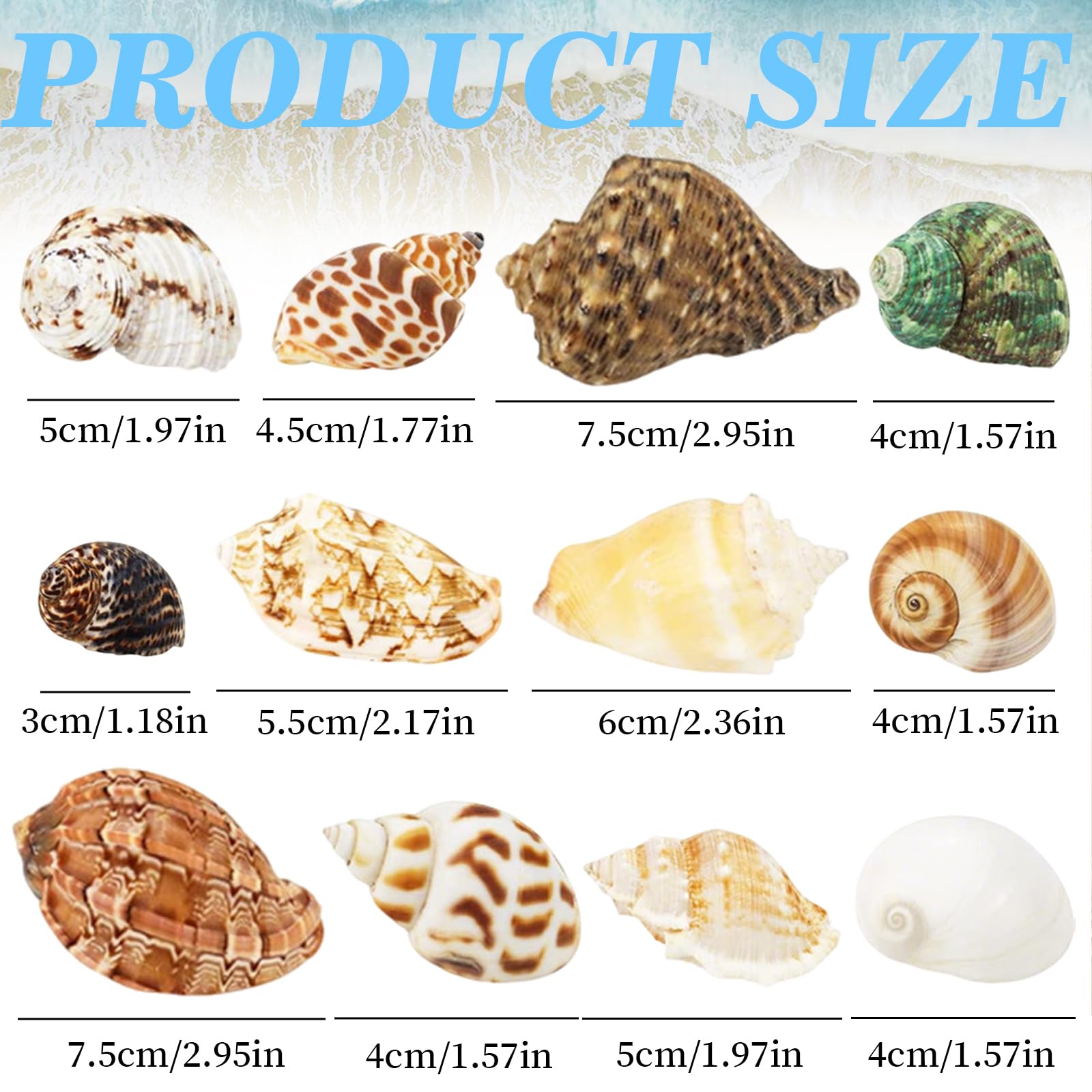 12 Pièces Coquillages Mixtes Coquillages Marins, 3-9 CM Deco Aquarium, Naturels Coquille Saint Jacques Vide, Pas Perforé Coquillage Decoration pour Sac de Fête DIY Lampe Coquillage Paillettes