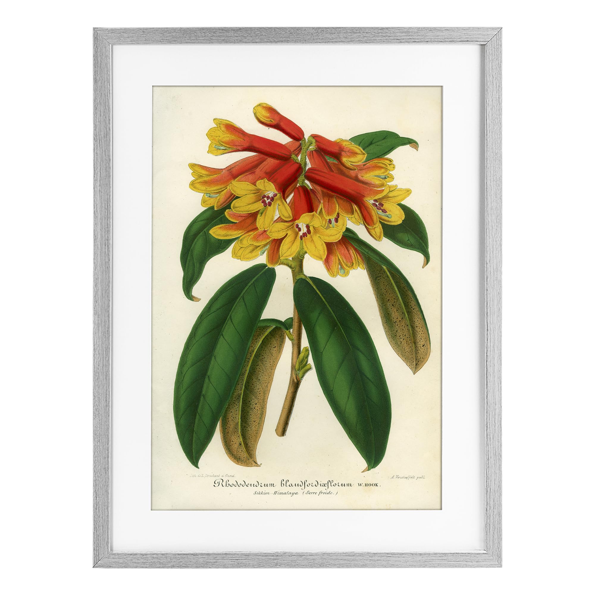 Stupell Industries Farmhouse Gray (Textured) Orange Yellow Rhododendron, 17 X 23 Inch Framed Print Under Glass