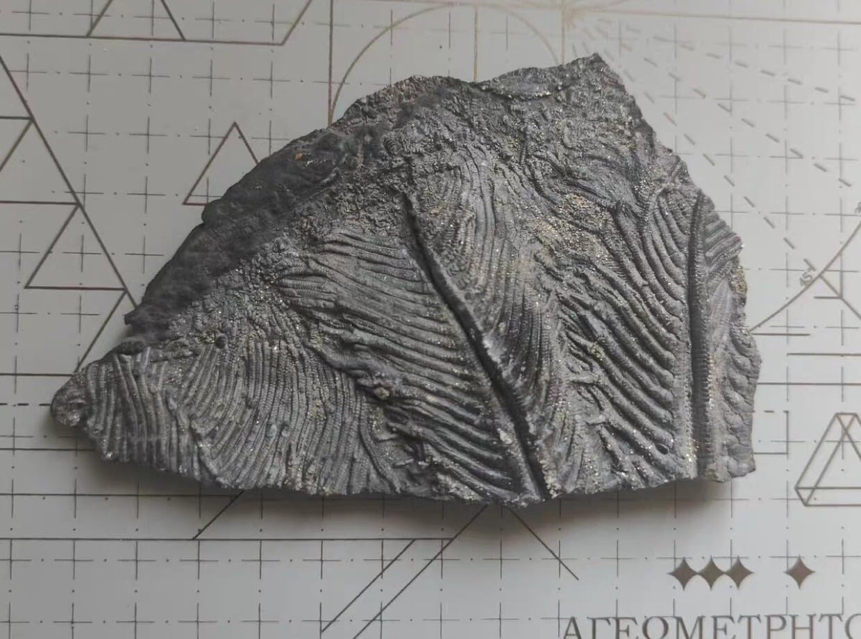 Natural Devonian Prehistoric Jurassic biota crinoids Fossils