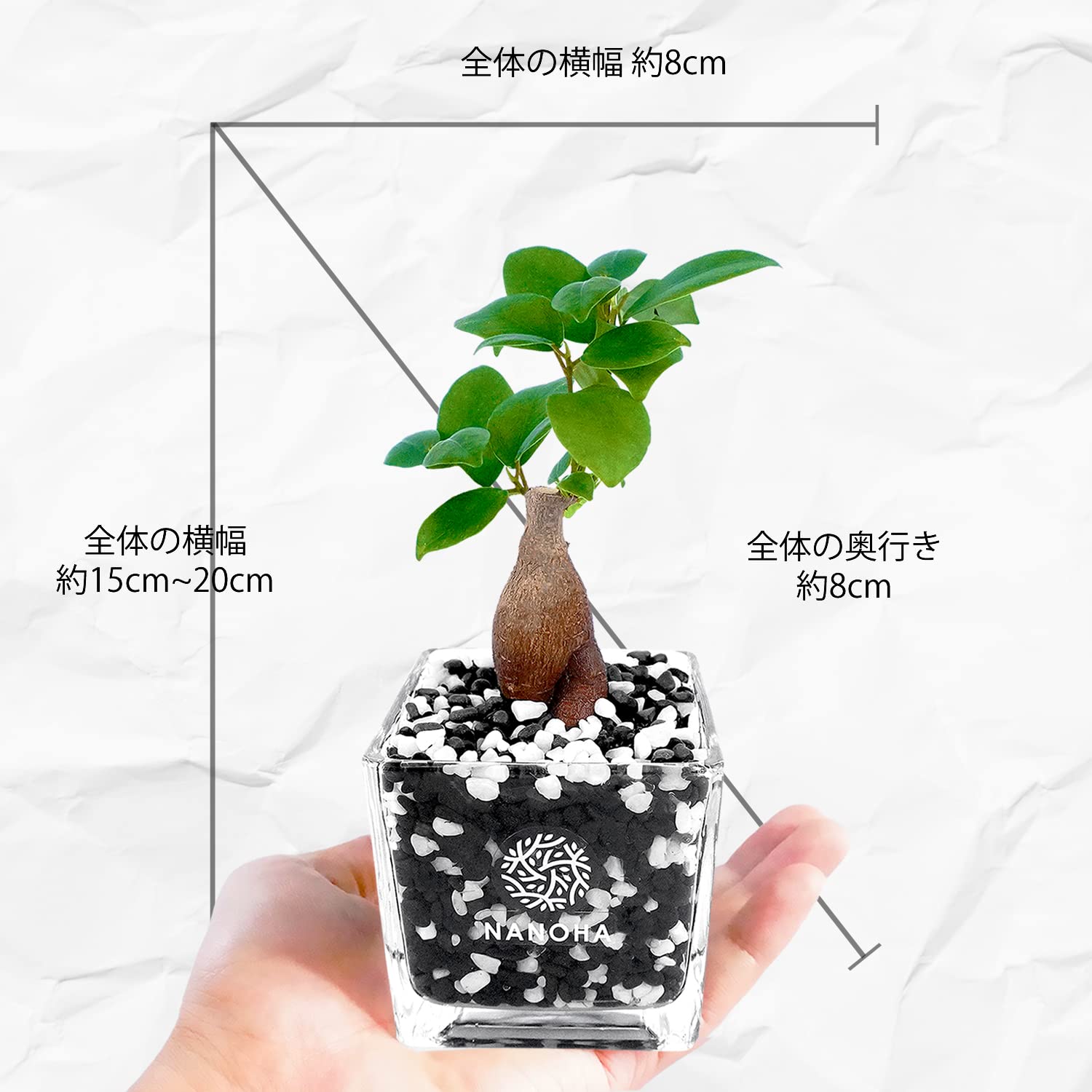 n*o様 元祖⬛︎ 白玉 ガジュマル ⬛︎挿し木用 Amazon｜ガジュマル 黒砂利 白玉ブレンド 土をつかっておらず