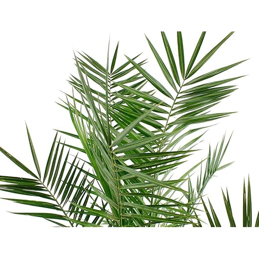 Palma Canaria Natural Árbol deExterior de Gran Envergadura