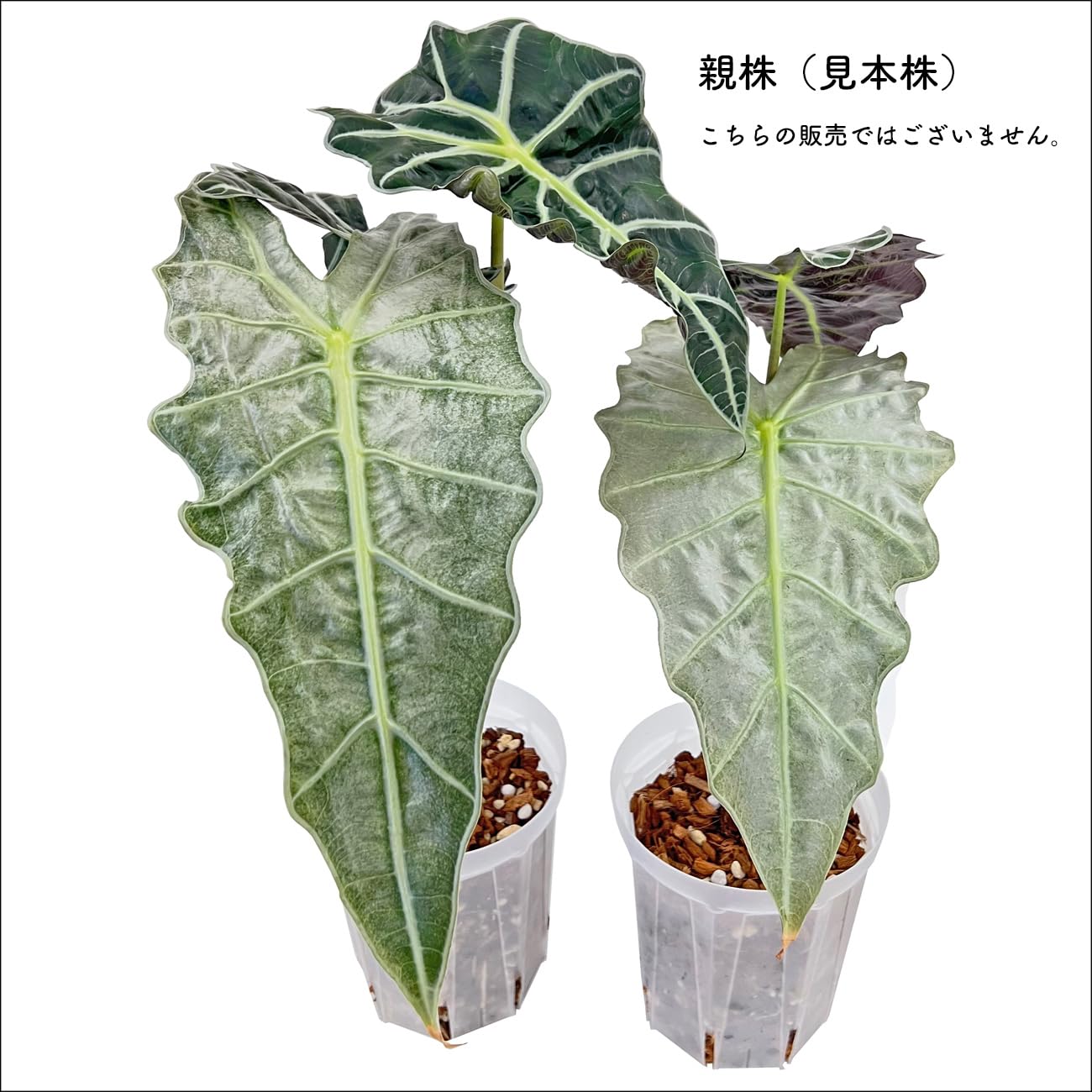 アロカシア アマゾニカ ミント 斑入り ピンク 大きめ アロカシア