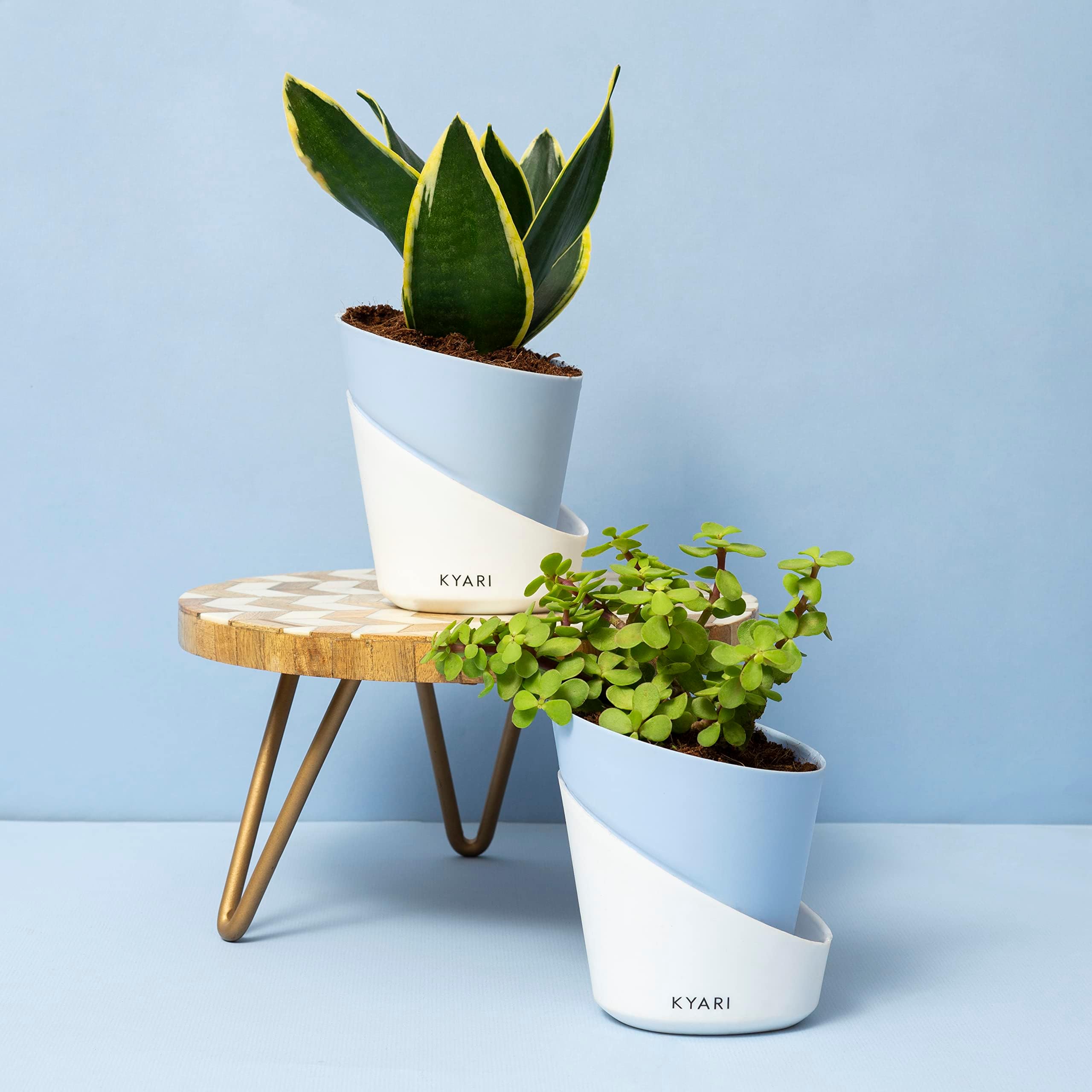 KYARI Combo of Sansevieria Golden Hahnii Snake, Good Luck Jade Combo of 2| Live Indoor Plant with Baby Blue Elite Pot| Best for Living Room, Kitchen, Bedroom, & Office Table