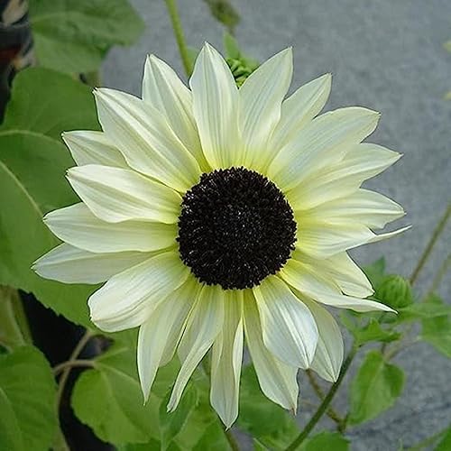 Miniatura 2 de CHUXAY GARDEN Semillas de girasol blancas como la nieve, 50 semillas, flores ornamentales de jardín, Helianthus annuus, atraen mariposas y abejas