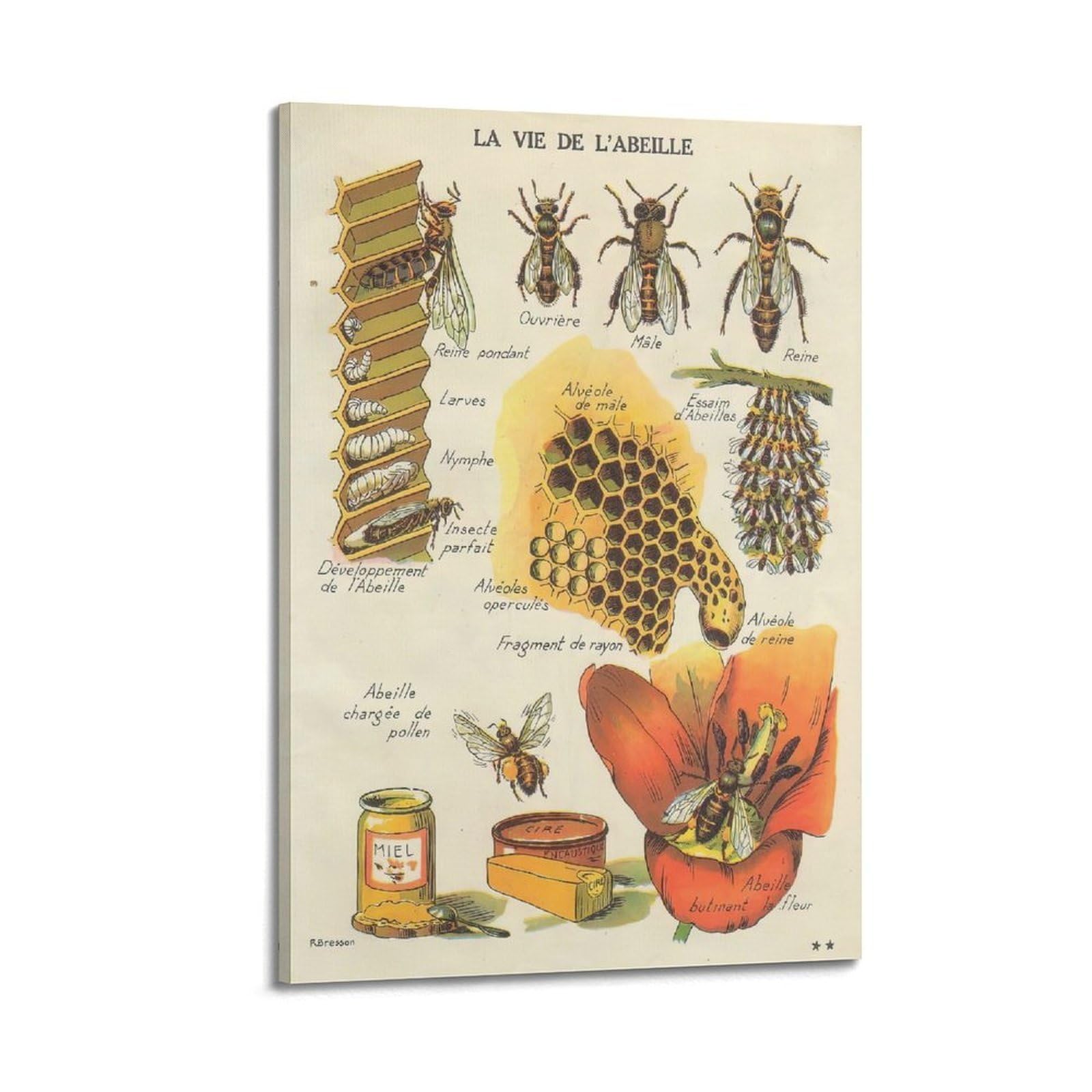 OKAHYS Vintage Apidae Insect Bee Poster Decorative Painting Canvas Wall Artworks Picture 24x36inch(60x90cm)