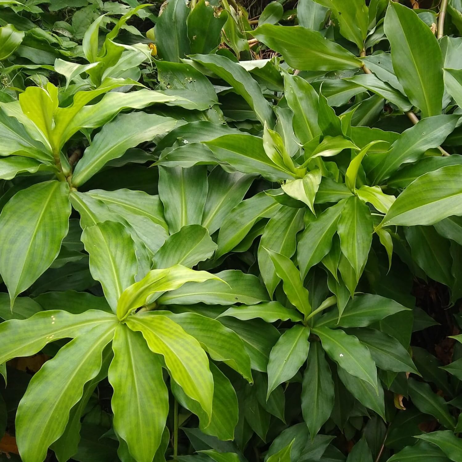 Hug A Plant | Insulin Plant (Chamaecostus cuspidatus) Flowering/Medicinal Live Plant (Home & Garden) (B0CB61B621) Amazon Price History, Amazon Price Tracker