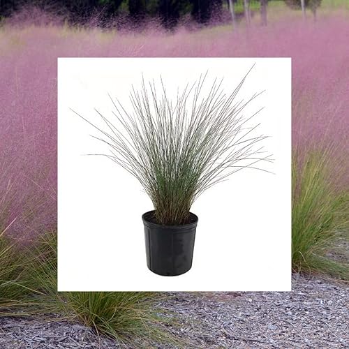 American Plant Exchange Muhly - Plantas de hierba ornamental vivas para interiores y exteriores, maceta de 10 pulgadas, con flores rosas