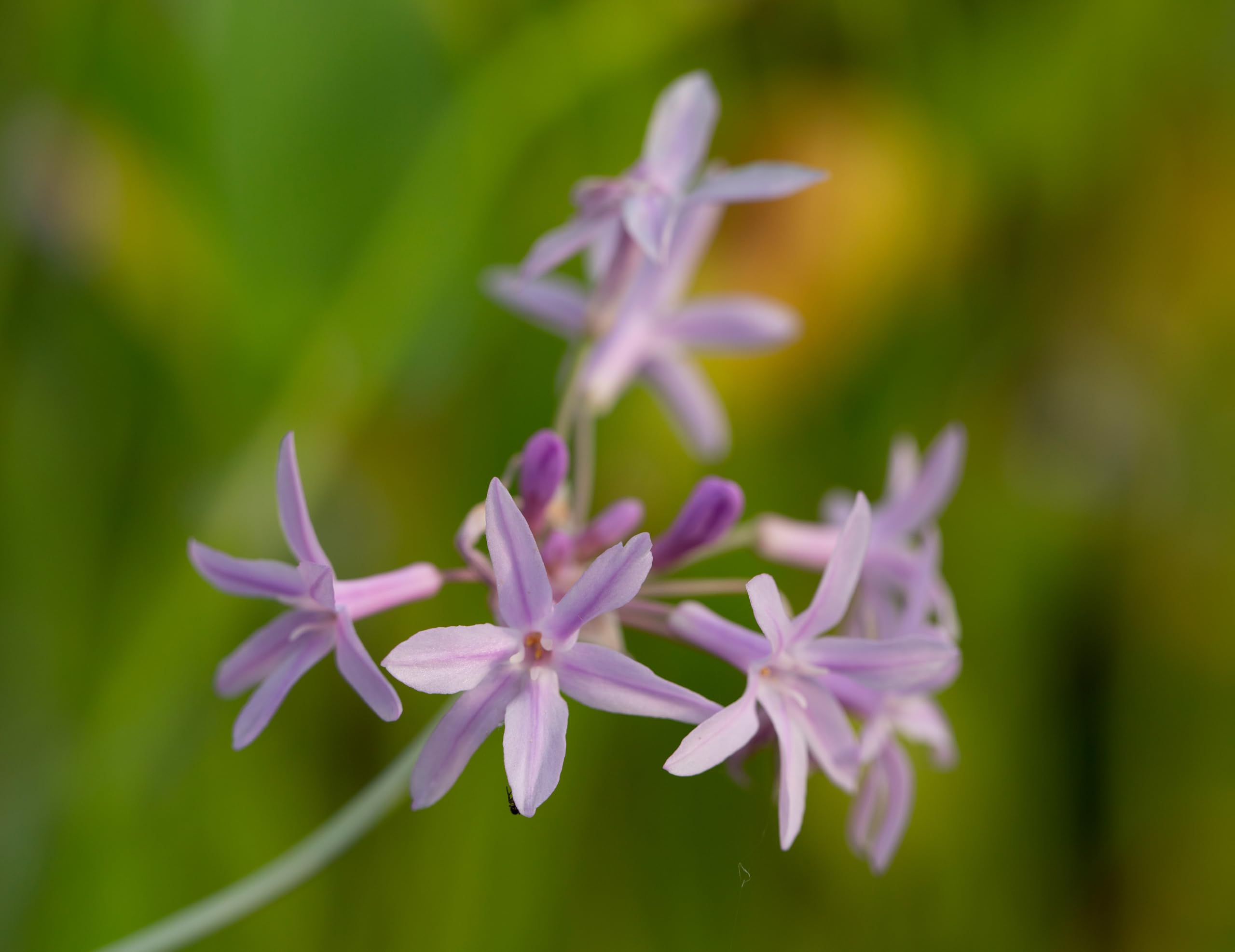 Lincolnshire Pond Plants Ltd - Tulbaghia violacea Variegated (Society Garlic) - Marginal Pond Plants - MP117-1 / 1Ltr