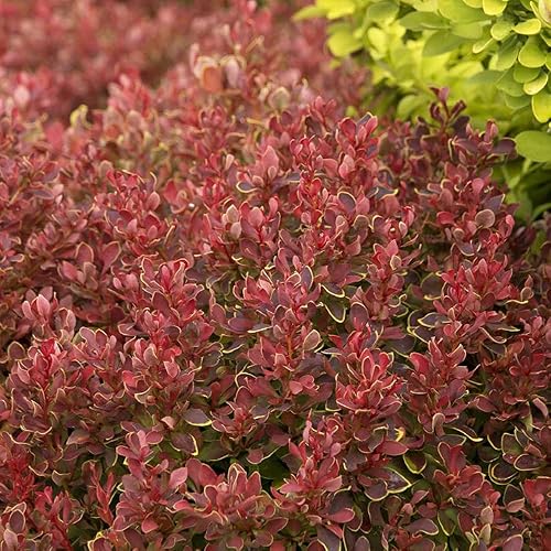 Miniatura 4 de Blooming & Beautiful - Agracejo rubí dorado - 3 gal - Monrovia - Arbusto de hoja caduca - Follaje naranja-rojizo - Hábito compacto enano - Zonas 4-8