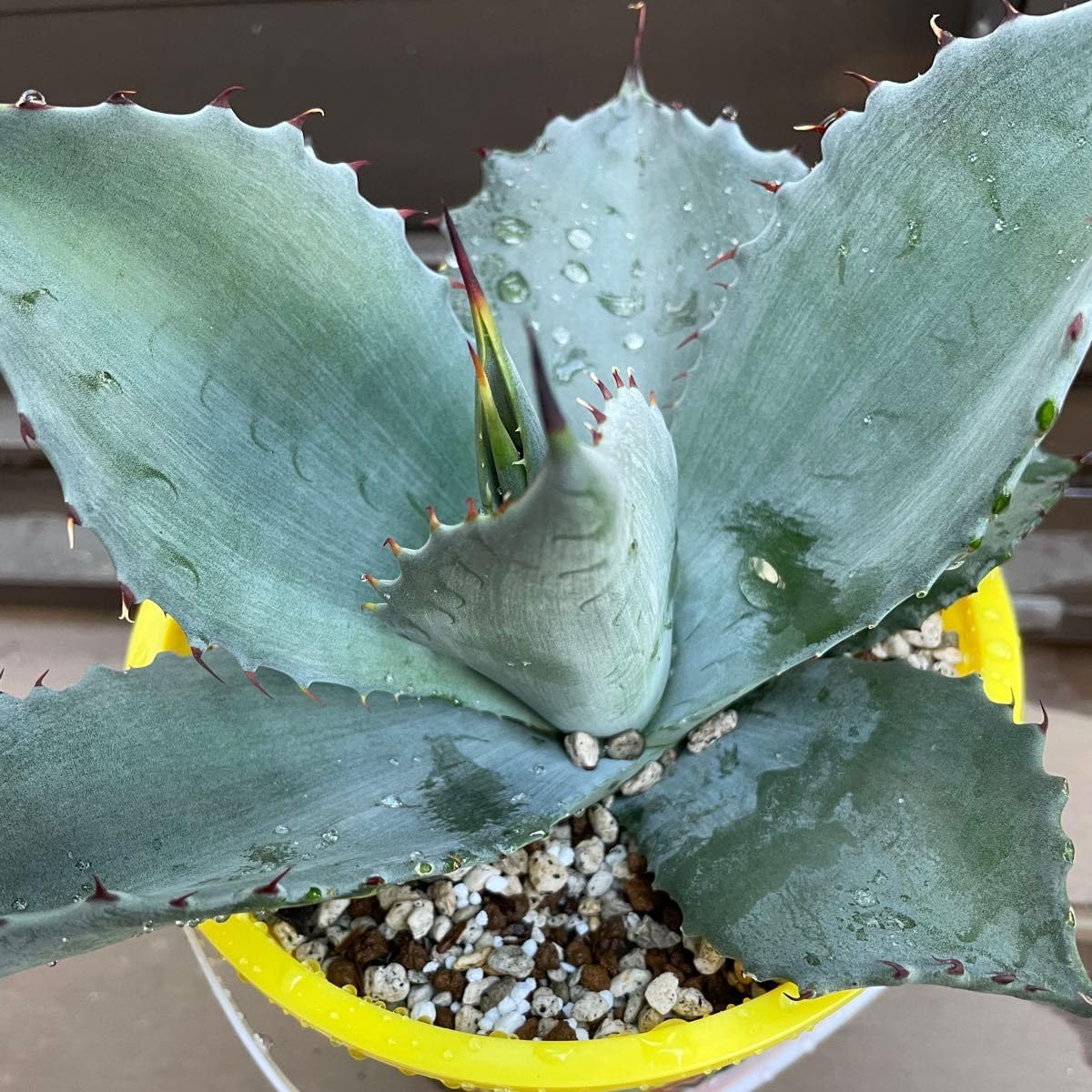 アガベ　レア　中株　パリートランカータ×イシスメンシス　ハイブリッド Amazon.co.jp: アガベ レア 中株 パリートランカータ