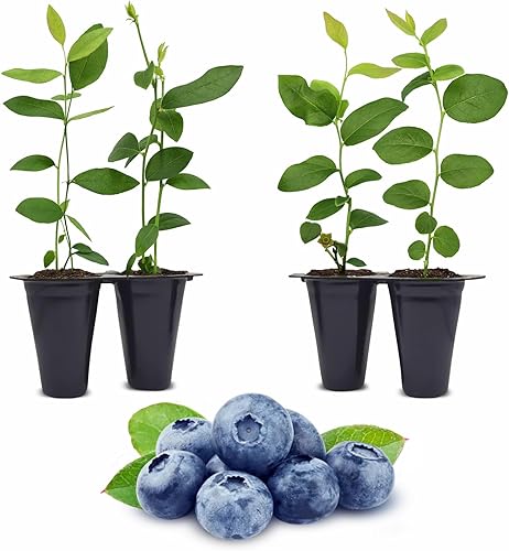 Blueberry Plant "O'Neal" Set de 4 plantas vivas para principiantes
