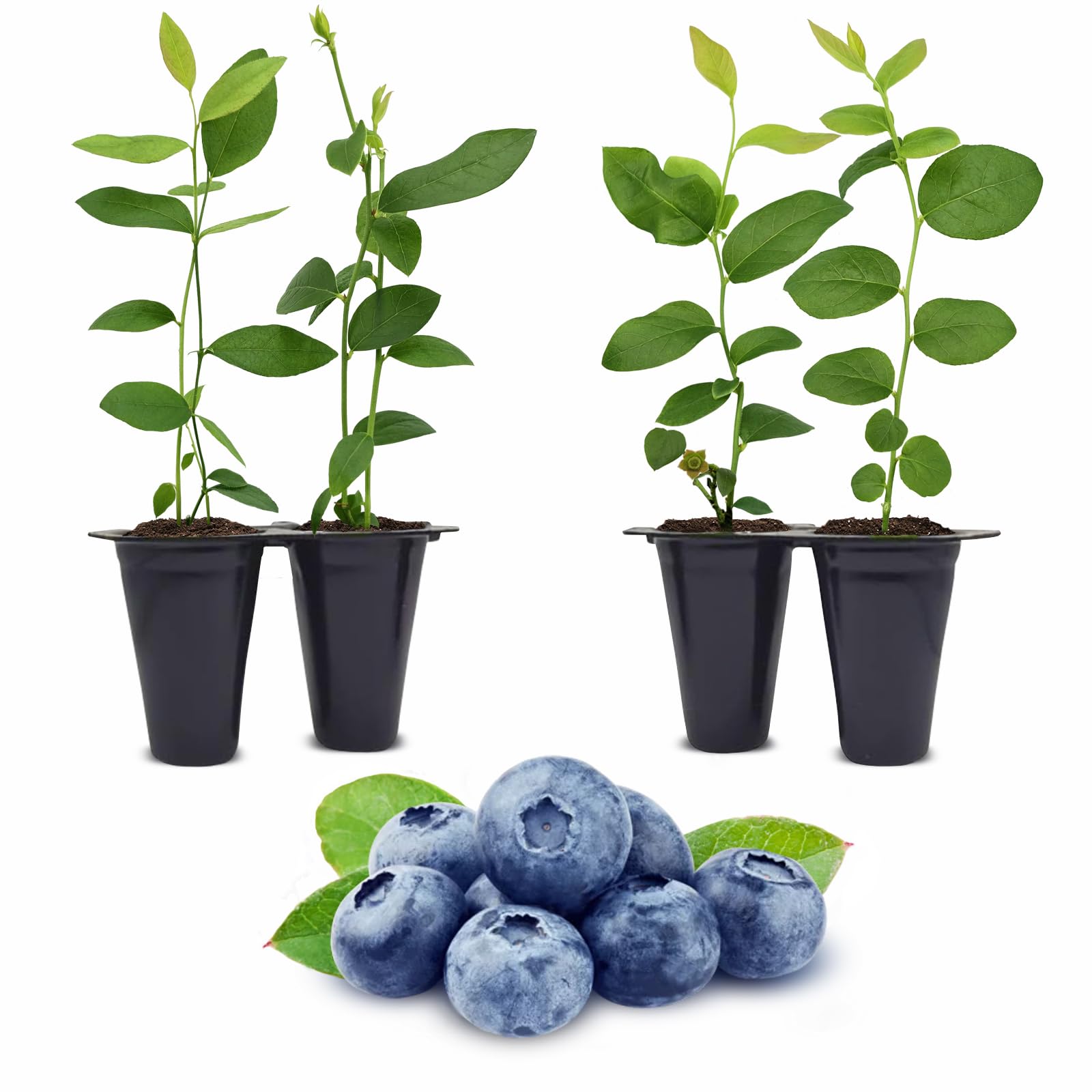 Blueberry Plant O'Neal Live for Sale 4 Pack