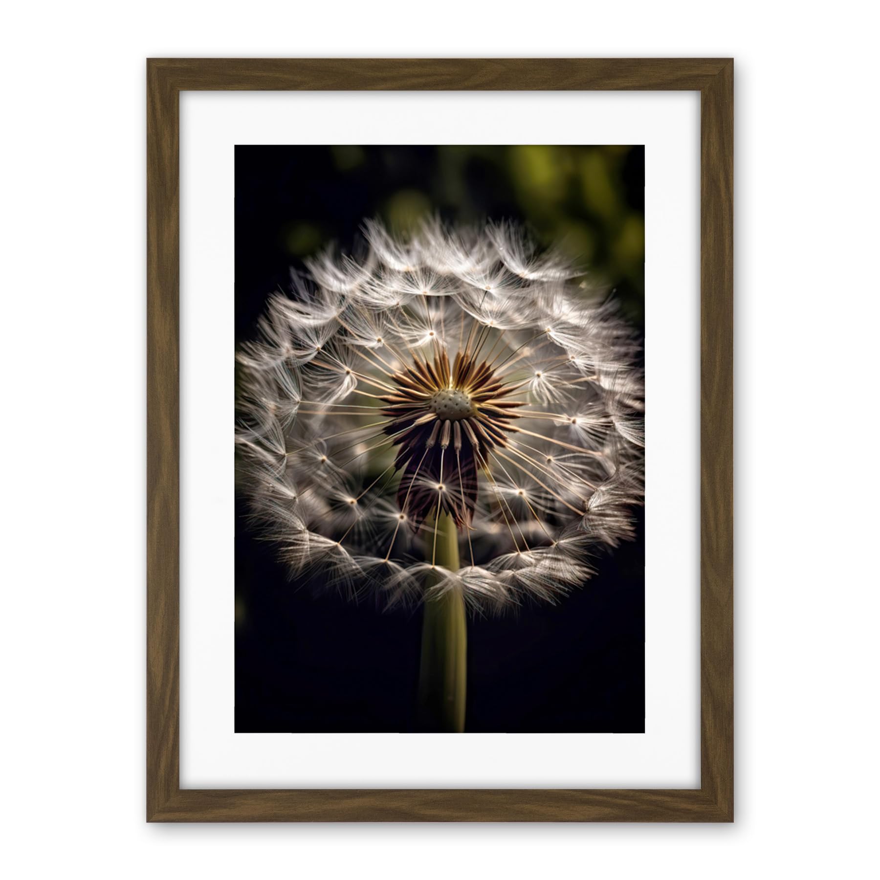 Artery8 Dandelion Flower Pappus Macro Photograph Dark Close Up Detail Artwork Framed Wall Art Print 18X24 Inch
