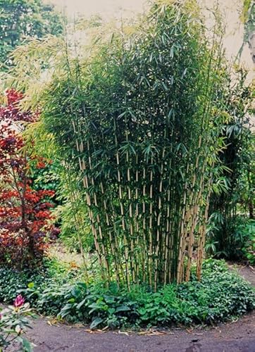 Fargesia Campbell Clumping Bamboos Non-invasive 15 Litre pots 5-6ft Tall Plants Grown by WorldGardenPlants