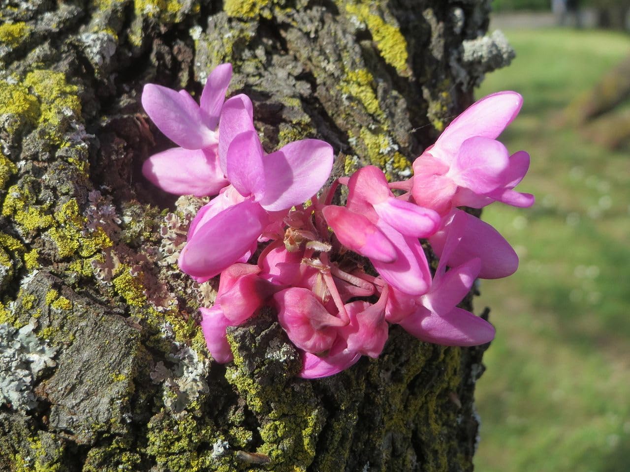 Cercis Siliquastrum Arbre de Judée 30 graines